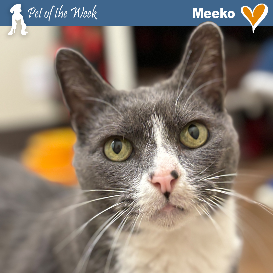 Pet of the Week Meeko 1