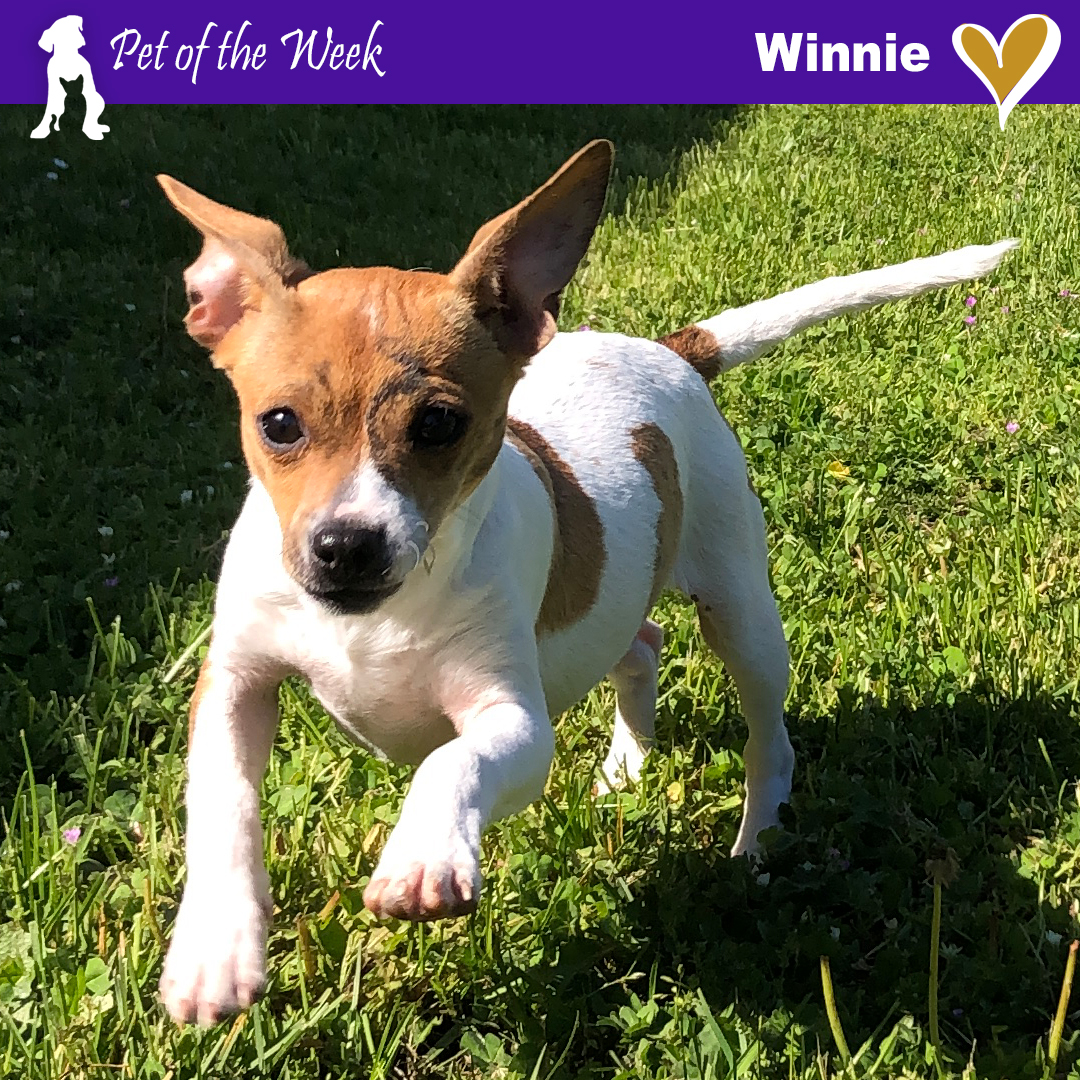Pet of the Week Winnie